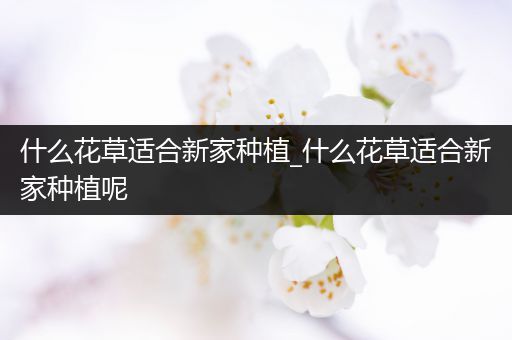 什么花草适合新家种植_什么花草适合新家种植呢