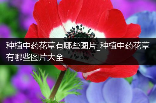 种植中药花草有哪些图片_种植中药花草有哪些图片大全
