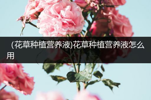 （花草种植营养液)花草种植营养液怎么用