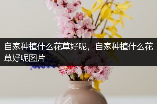 自家种植什么花草好呢，自家种植什么花草好呢图片