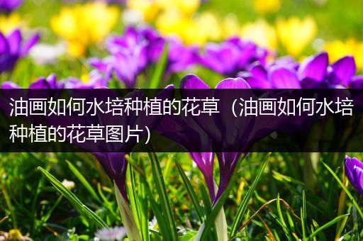油画如何水培种植的花草（油画如何水培种植的花草图片）