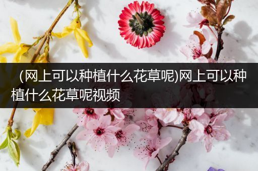 （网上可以种植什么花草呢)网上可以种植什么花草呢视频