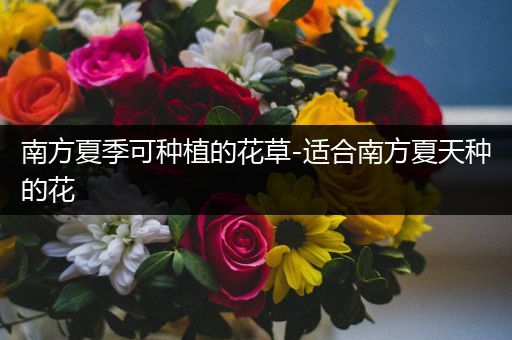 南方夏季可种植的花草-适合南方夏天种的花