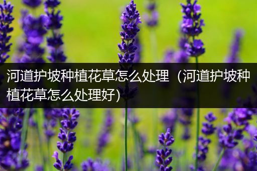 河道护坡种植花草怎么处理（河道护坡种植花草怎么处理好）