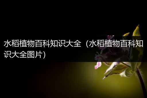 水稻植物百科知识大全（水稻植物百科知识大全图片）