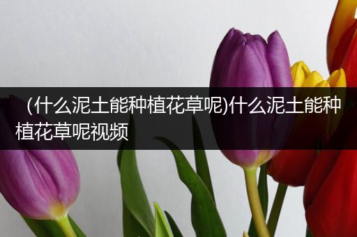 （什么泥土能种植花草呢)什么泥土能种植花草呢视频