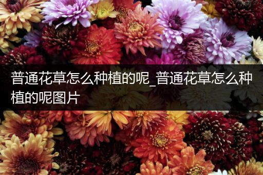 普通花草怎么种植的呢_普通花草怎么种植的呢图片