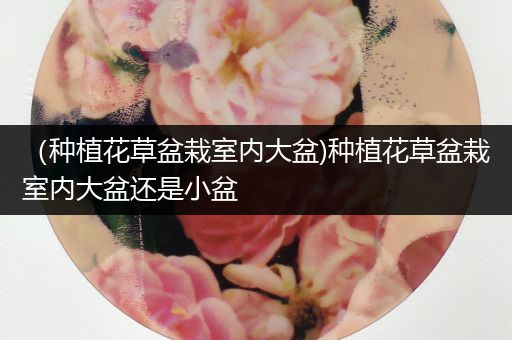 （种植花草盆栽室内大盆)种植花草盆栽室内大盆还是小盆