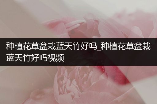 种植花草盆栽蓝天竹好吗_种植花草盆栽蓝天竹好吗视频