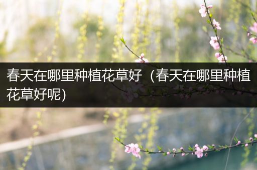 春天在哪里种植花草好（春天在哪里种植花草好呢）
