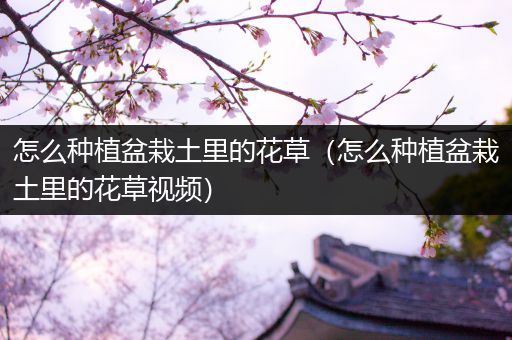 怎么种植盆栽土里的花草（怎么种植盆栽土里的花草视频）