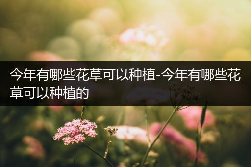 今年有哪些花草可以种植-今年有哪些花草可以种植的