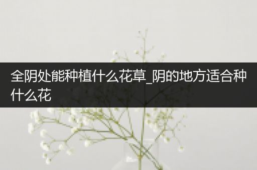 全阴处能种植什么花草_阴的地方适合种什么花