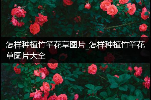 怎样种植竹竿花草图片_怎样种植竹竿花草图片大全