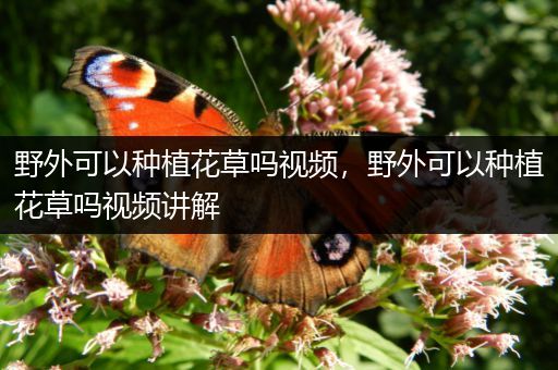 野外可以种植花草吗视频，野外可以种植花草吗视频讲解