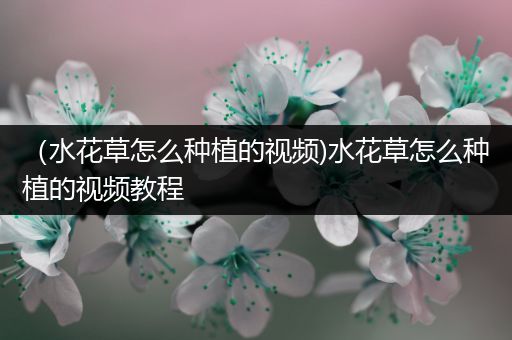 （水花草怎么种植的视频)水花草怎么种植的视频教程