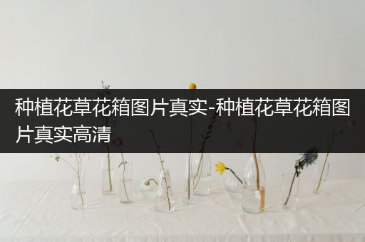 种植花草花箱图片真实-种植花草花箱图片真实高清