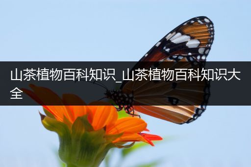 山茶植物百科知识_山茶植物百科知识大全