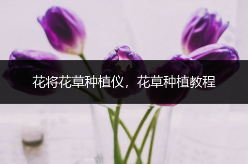 花将花草种植仪，花草种植教程