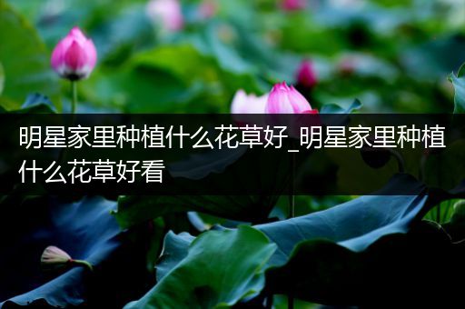 明星家里种植什么花草好_明星家里种植什么花草好看