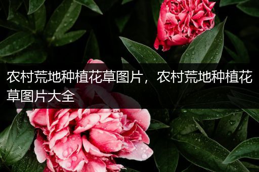 农村荒地种植花草图片，农村荒地种植花草图片大全