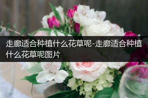 走廊适合种植什么花草呢-走廊适合种植什么花草呢图片