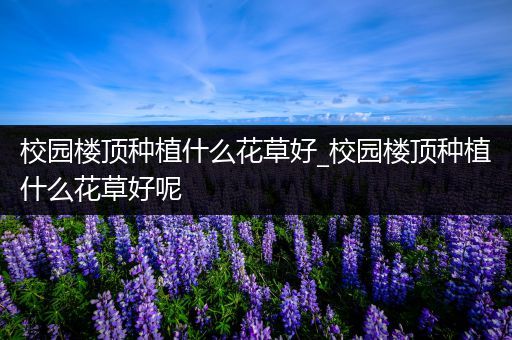 校园楼顶种植什么花草好_校园楼顶种植什么花草好呢