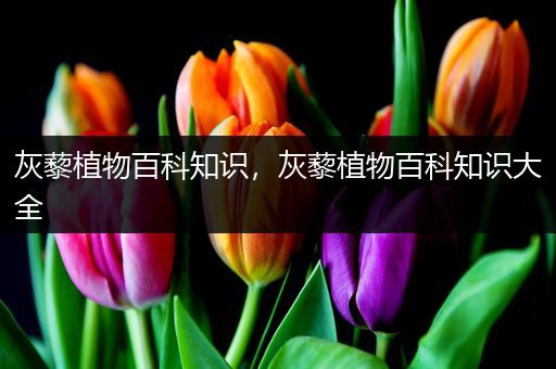 灰藜植物百科知识，灰藜植物百科知识大全