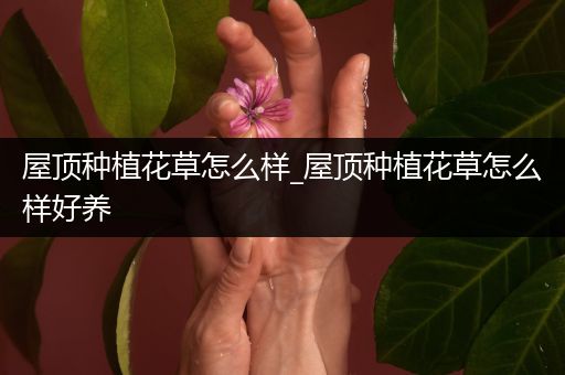 屋顶种植花草怎么样_屋顶种植花草怎么样好养