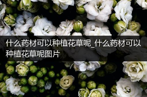 什么药材可以种植花草呢_什么药材可以种植花草呢图片