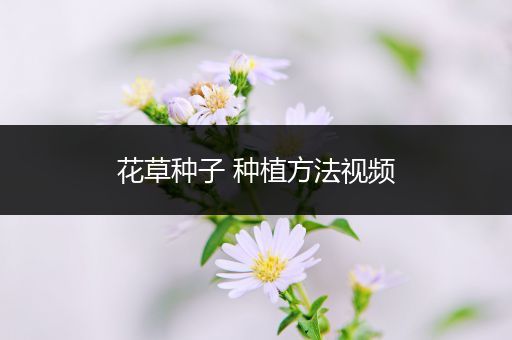 花草种子 种植方法视频