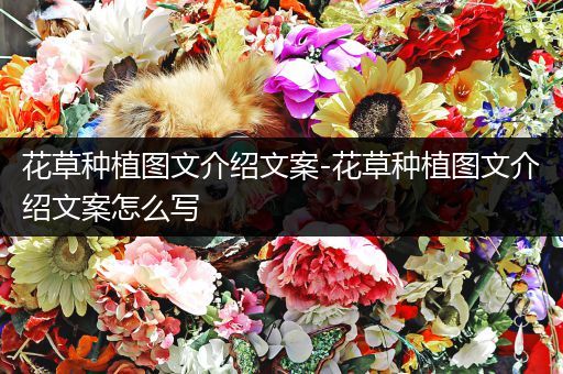 花草种植图文介绍文案-花草种植图文介绍文案怎么写