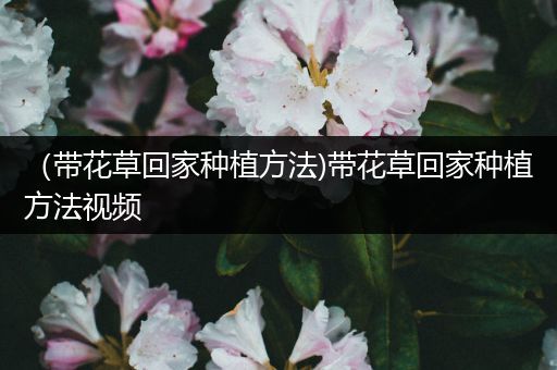 （带花草回家种植方法)带花草回家种植方法视频