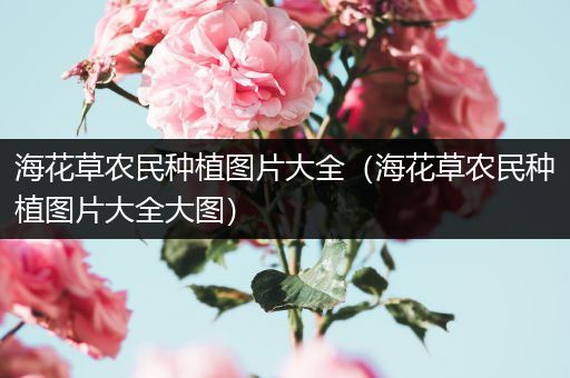 海花草农民种植图片大全（海花草农民种植图片大全大图）