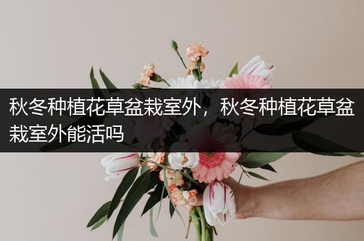 秋冬种植花草盆栽室外，秋冬种植花草盆栽室外能活吗