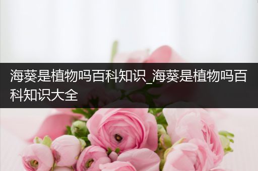 海葵是植物吗百科知识_海葵是植物吗百科知识大全