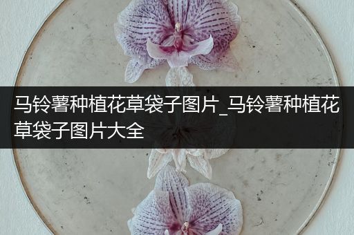 马铃薯种植花草袋子图片_马铃薯种植花草袋子图片大全