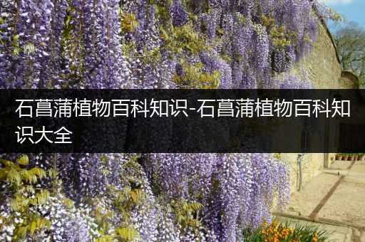 石菖蒲植物百科知识-石菖蒲植物百科知识大全