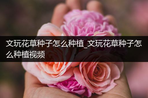 文玩花草种子怎么种植_文玩花草种子怎么种植视频