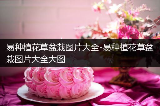 易种植花草盆栽图片大全-易种植花草盆栽图片大全大图