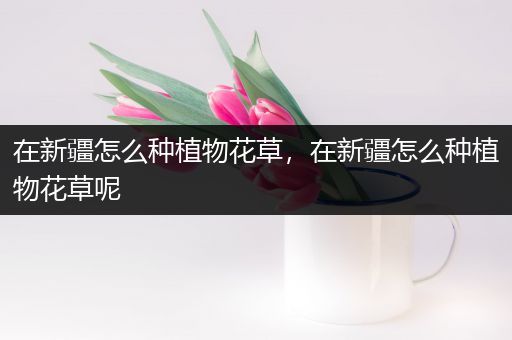 在新疆怎么种植物花草，在新疆怎么种植物花草呢