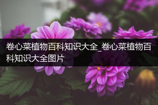 卷心菜植物百科知识大全_卷心菜植物百科知识大全图片