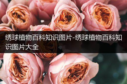 绣球植物百科知识图片-绣球植物百科知识图片大全