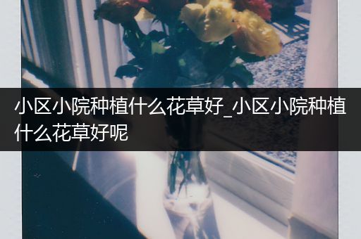 小区小院种植什么花草好_小区小院种植什么花草好呢