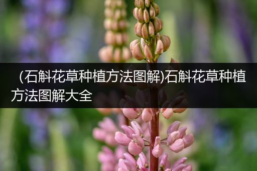 （石斛花草种植方法图解)石斛花草种植方法图解大全
