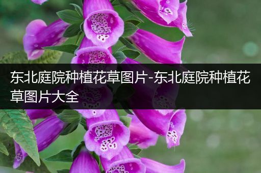 东北庭院种植花草图片-东北庭院种植花草图片大全