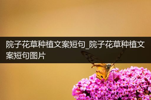 院子花草种植文案短句_院子花草种植文案短句图片