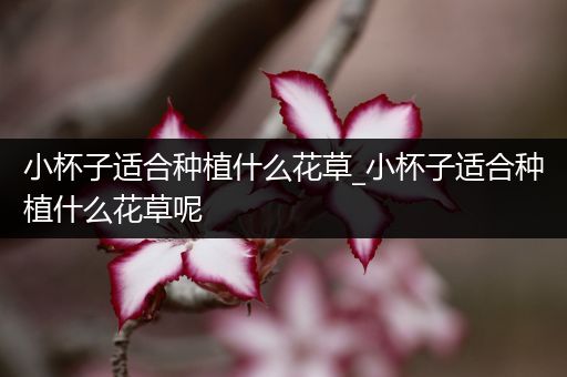 小杯子适合种植什么花草_小杯子适合种植什么花草呢