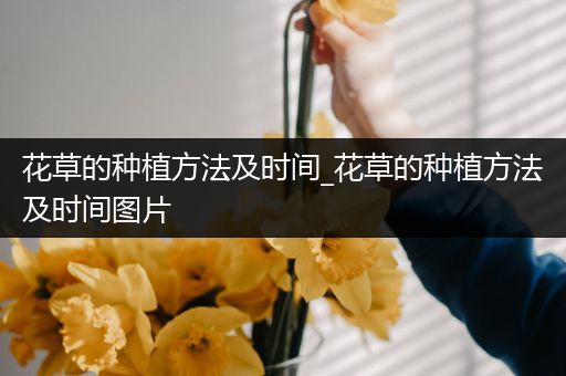 花草的种植方法及时间_花草的种植方法及时间图片