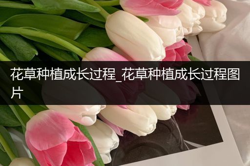 花草种植成长过程_花草种植成长过程图片